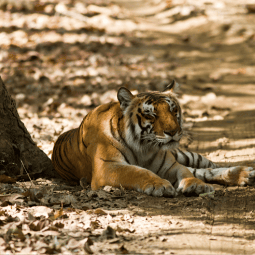 Jim Corbett Forest