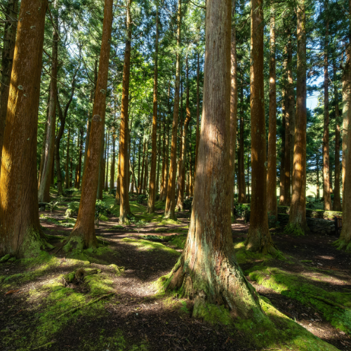 corbett-landscape-zone-4