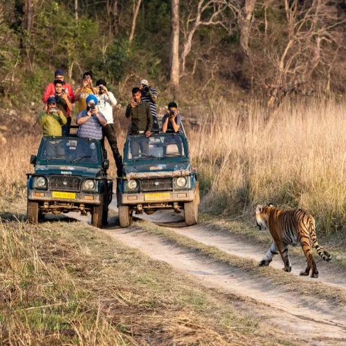 corbett-safari-tour-package-1