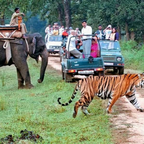 corbett-safari-tour-package-2