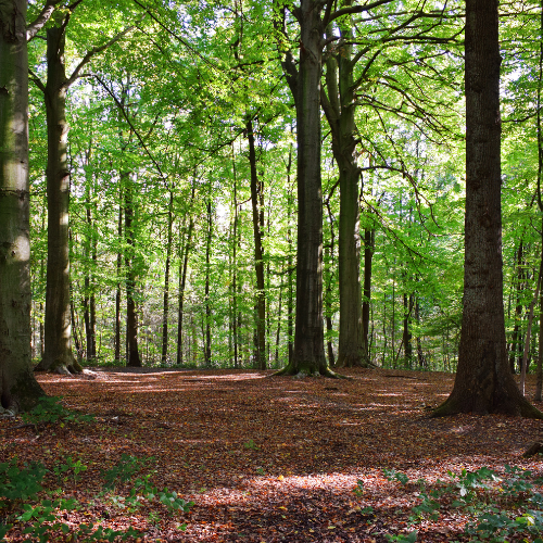 corbett-three-days-tour-package-2