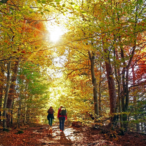 corbett-three-days-tour-package-3