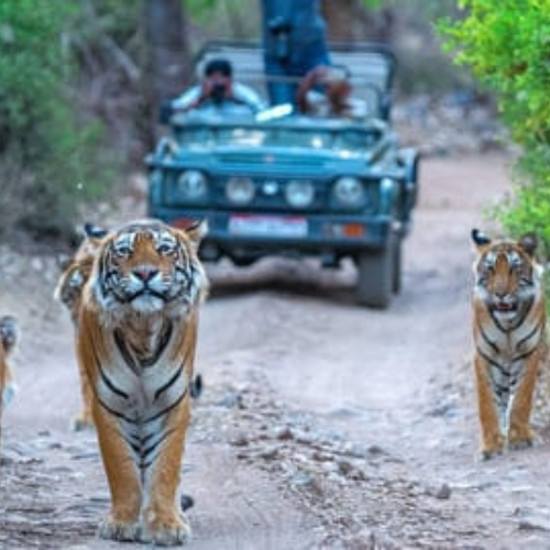 corbett-two-days-tour-package3