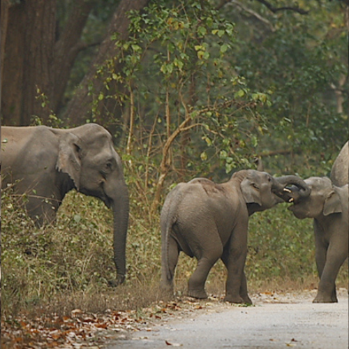 corbett-two-days-tour-package4