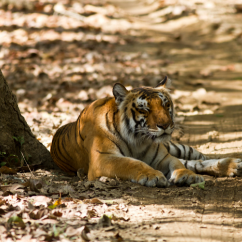 corbett-vacation-tour-package-3
