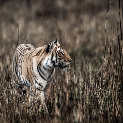 corbett-vacation-tour-package4