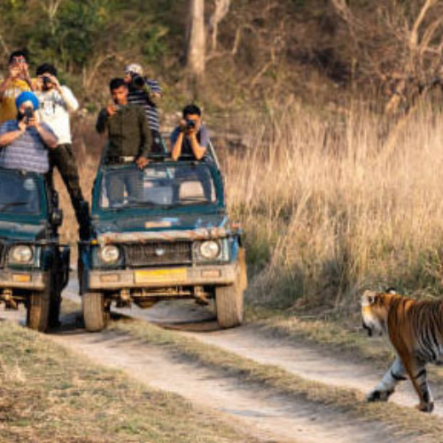 dhikala-canter-safari-4