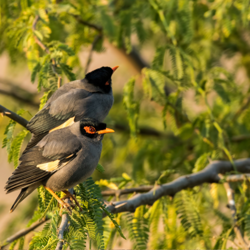 north-india-bird…ing-tour-package-1