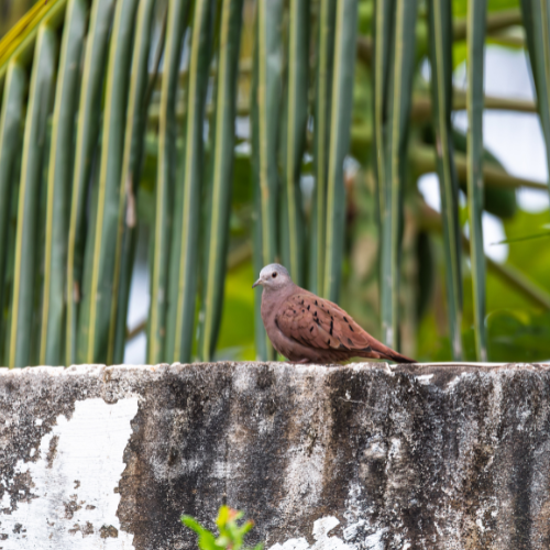 north-india-bird…ing-tour-package-2