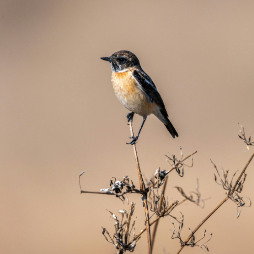 north-india-bird…ing-tour-package-3