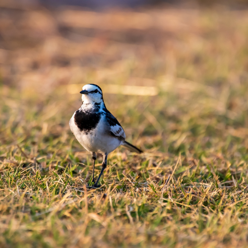 north-india-bird…ing-tour-package-4